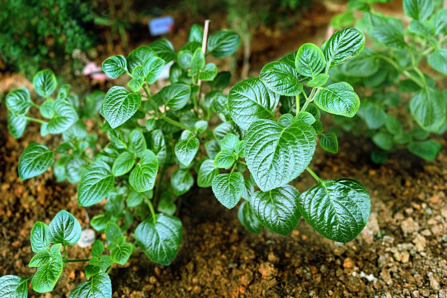 Our Herb & Soul