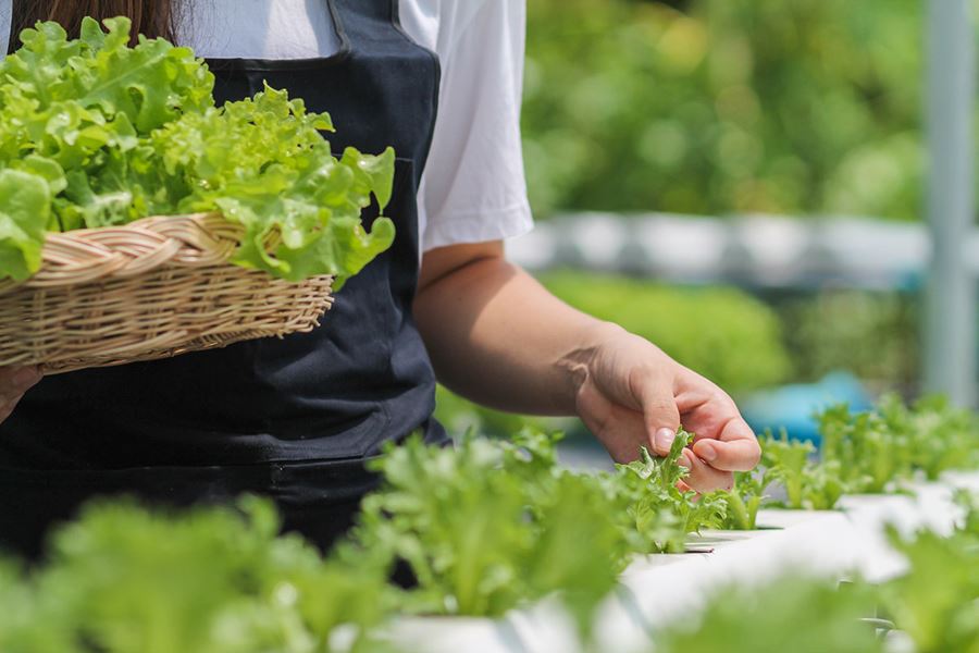 Sustainably Conscious Dining